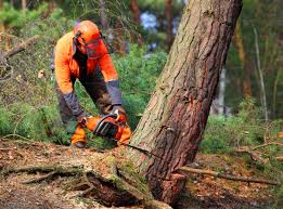 Best Hedge Trimming  in Arbury Hls, IL