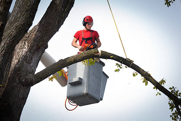 Best Tree Risk Assessment  in Arbury Hls, IL